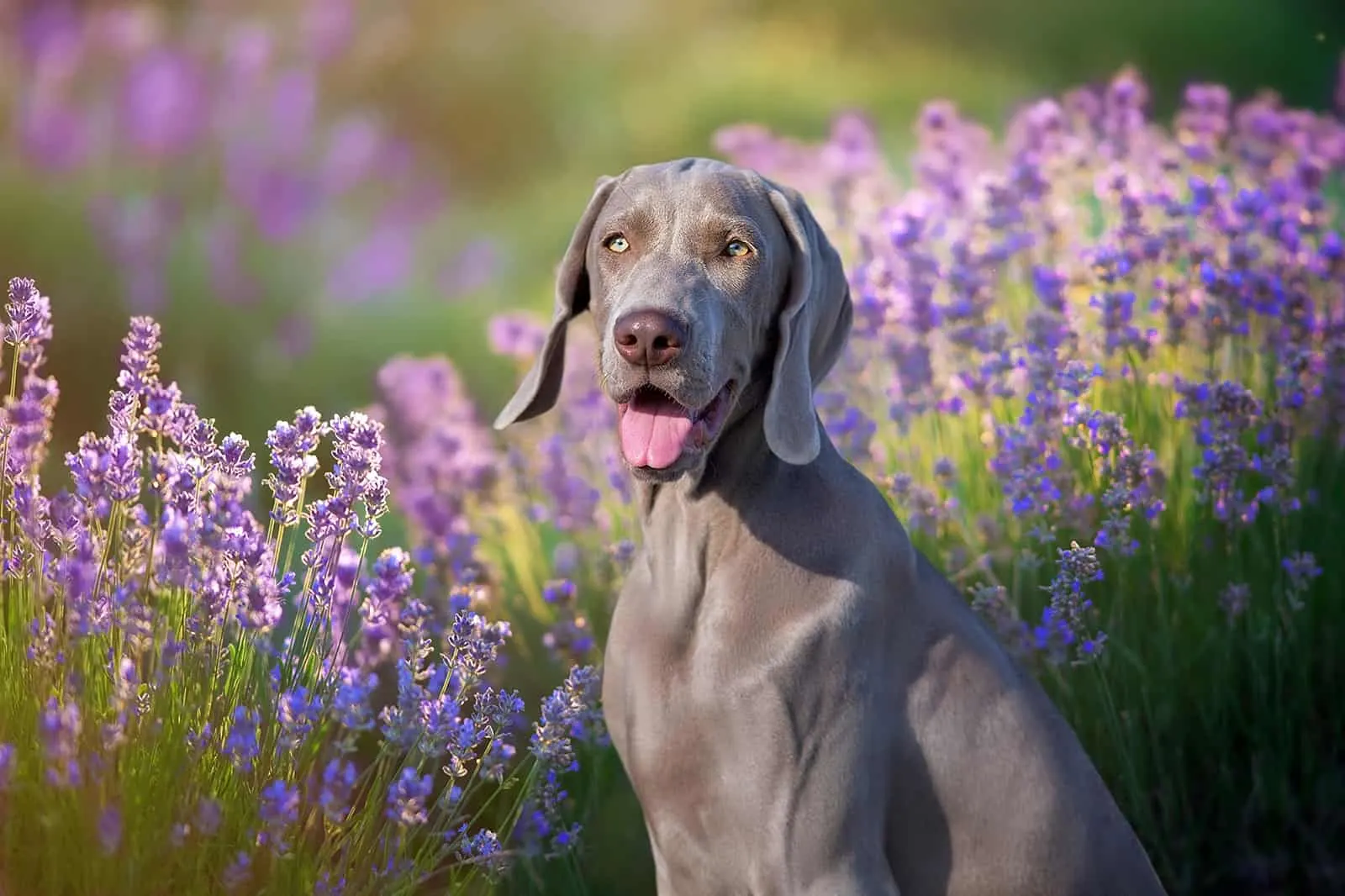 Weimaraner dog sitting near the lavander flowers