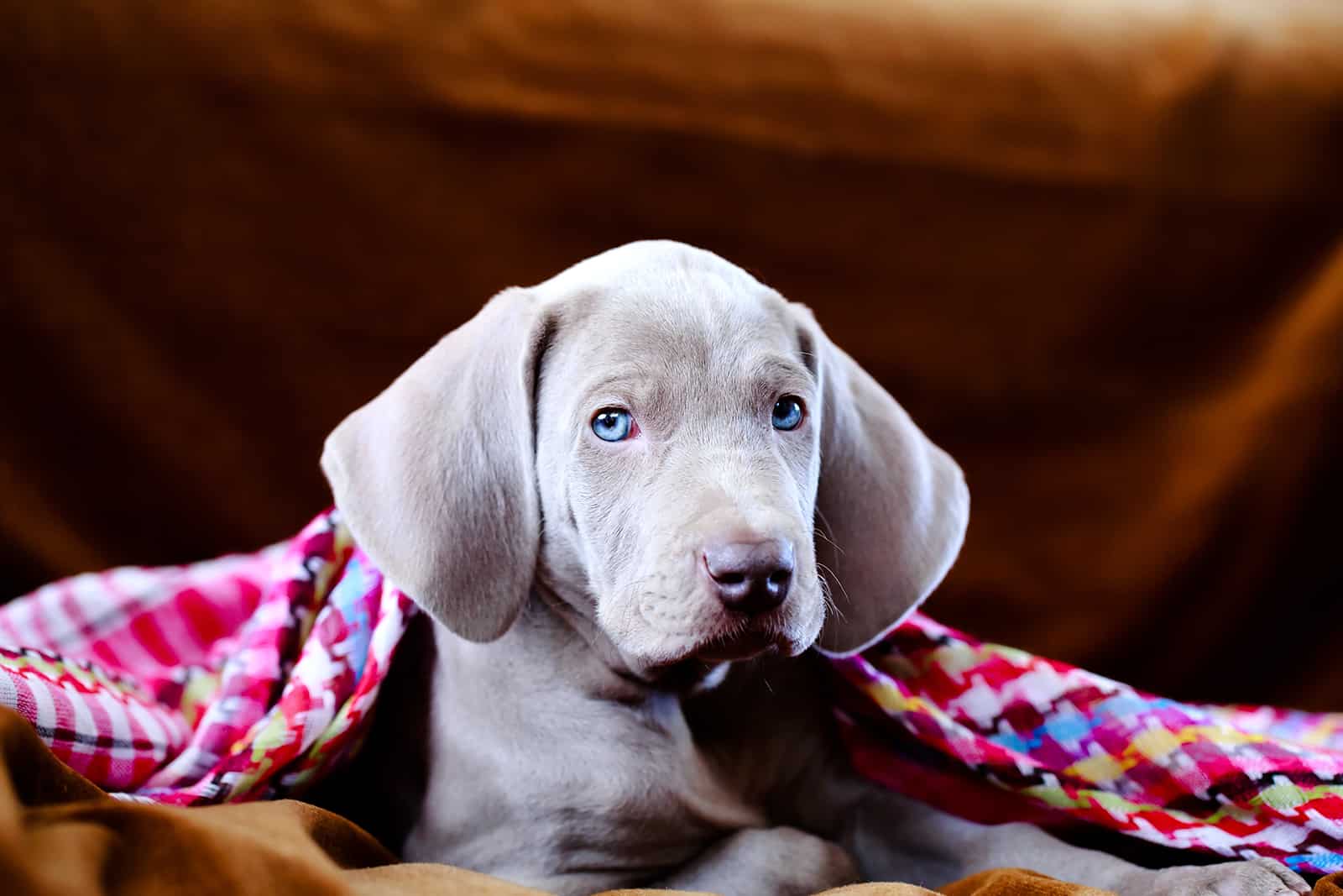 weimaraner puppy lying covered with blanket