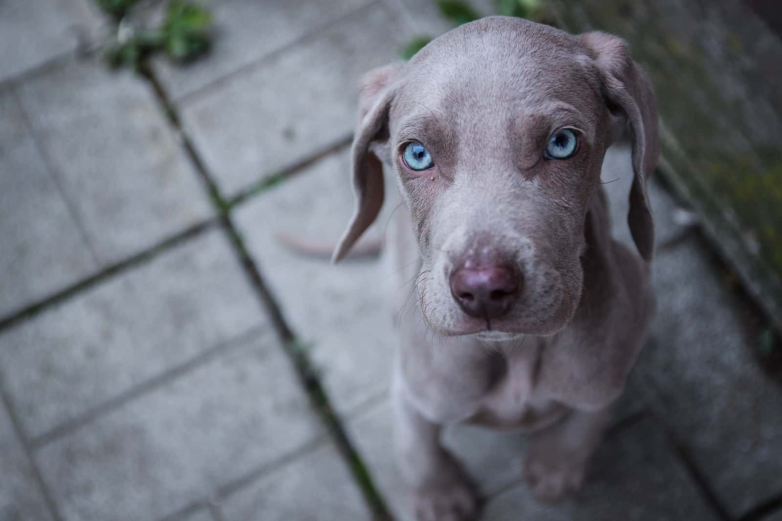 weimaraner puppy sitting on the patio