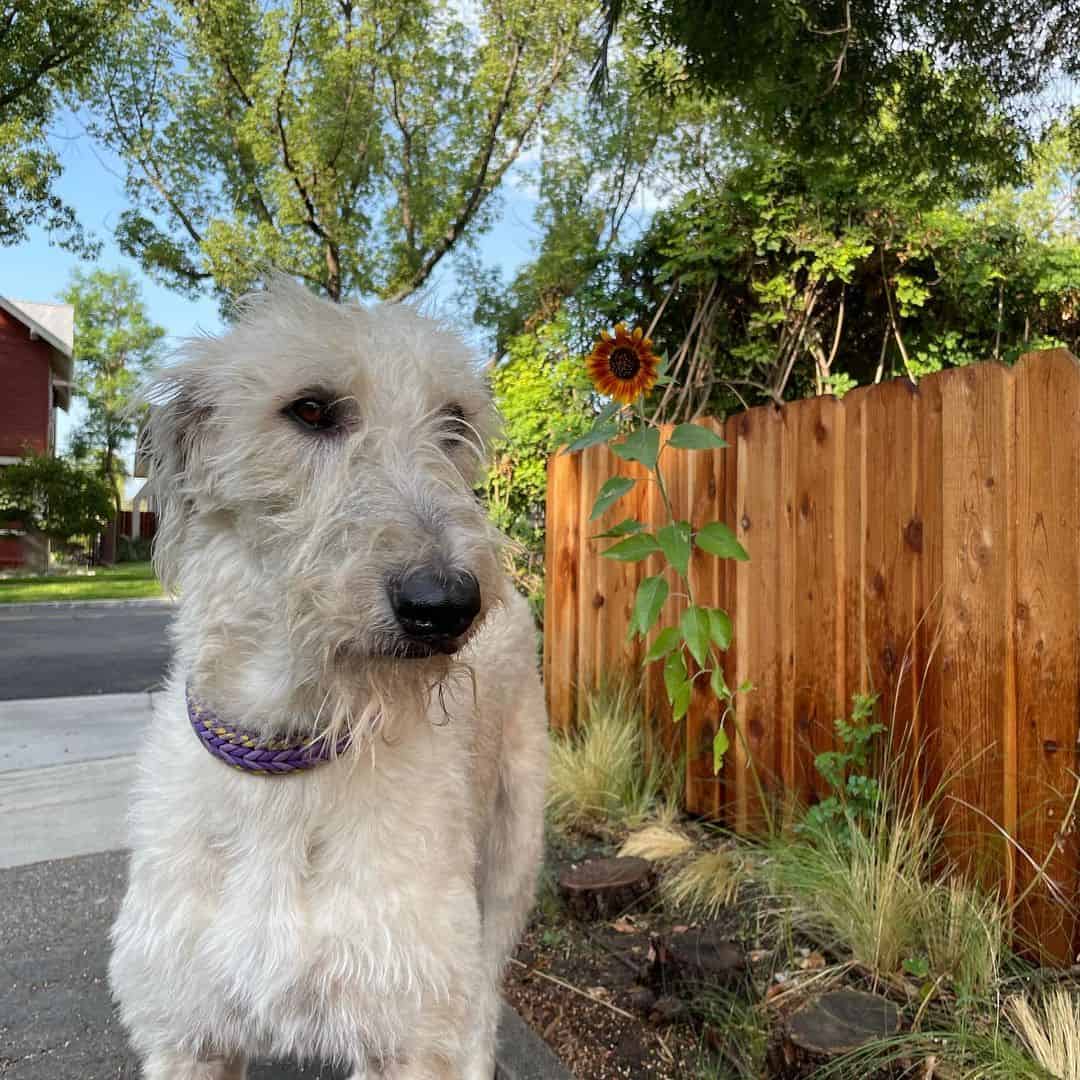 wheaten irish wolfhound