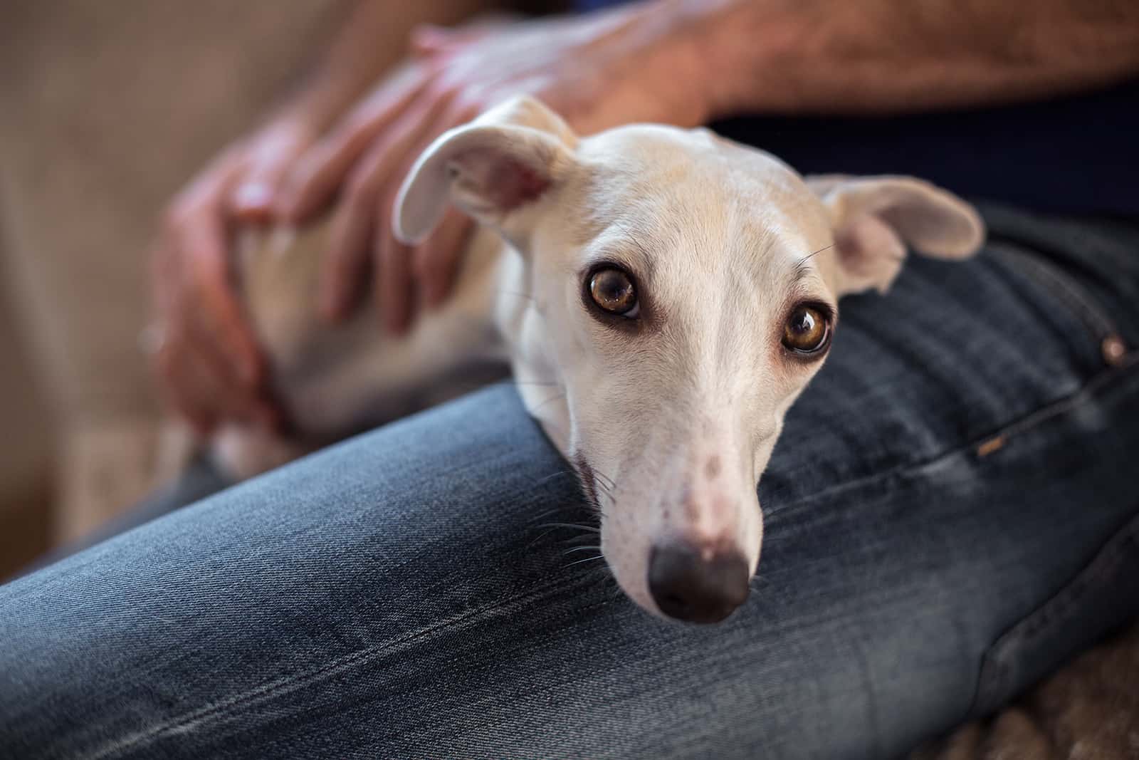 The whippet dog lies on the lap of the owner
