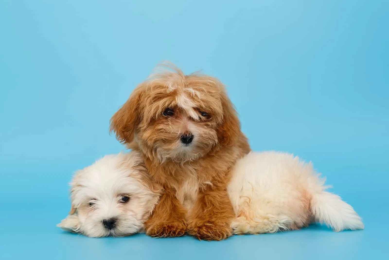 white and cram maltipoo dogs lying