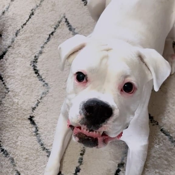 white boxer dog