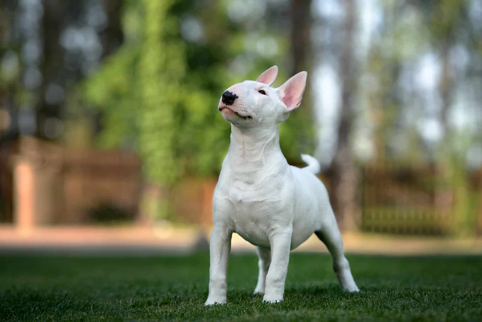 white bull terrier puppy posing