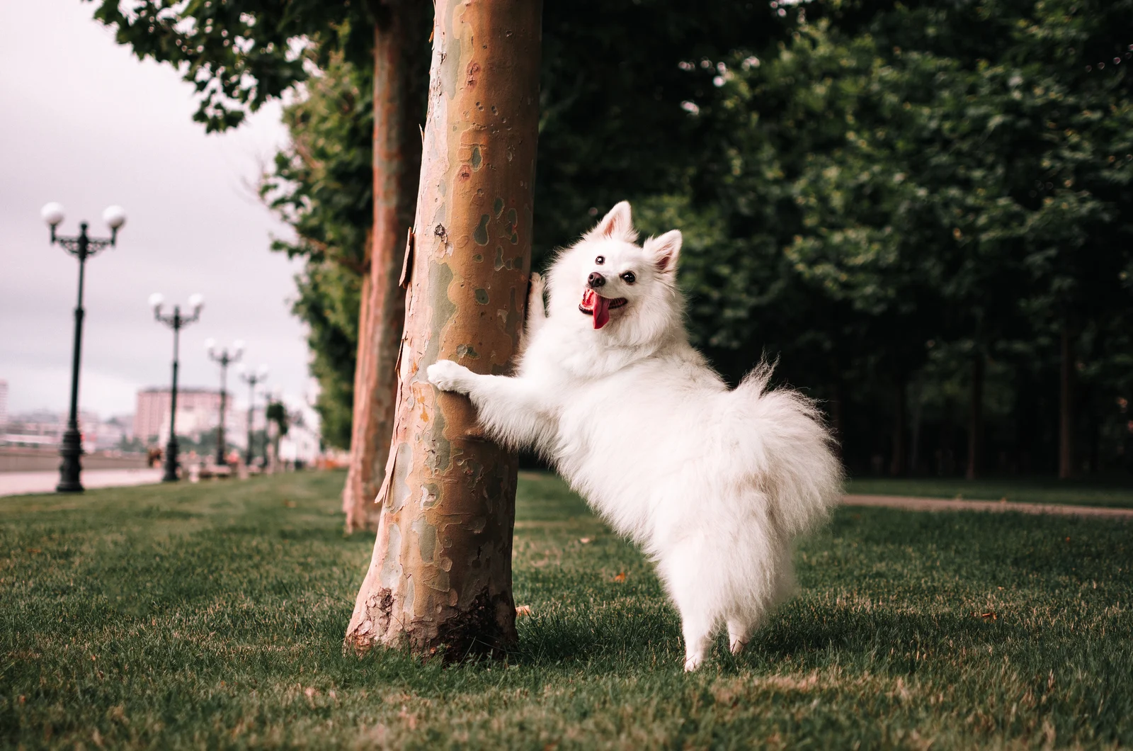 white dog humping tree