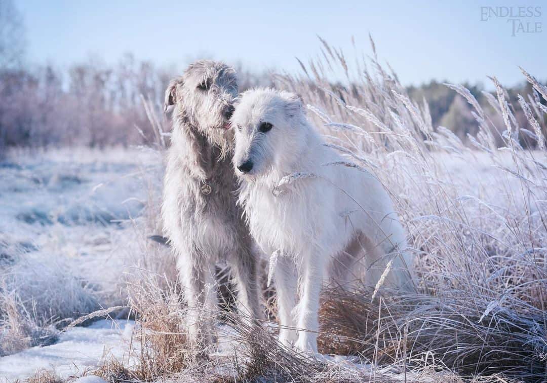 white irish wolfhound