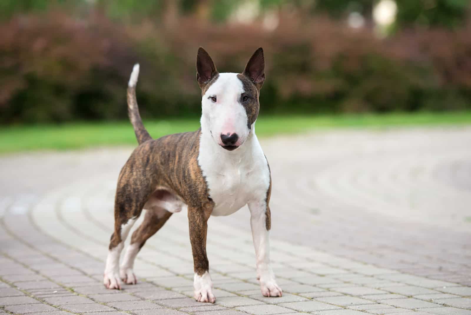 white with brindle bull terrier standing outdoors