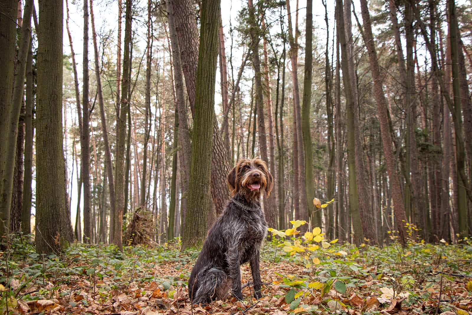 Wire-haired Pointing Griffon sits in forest 