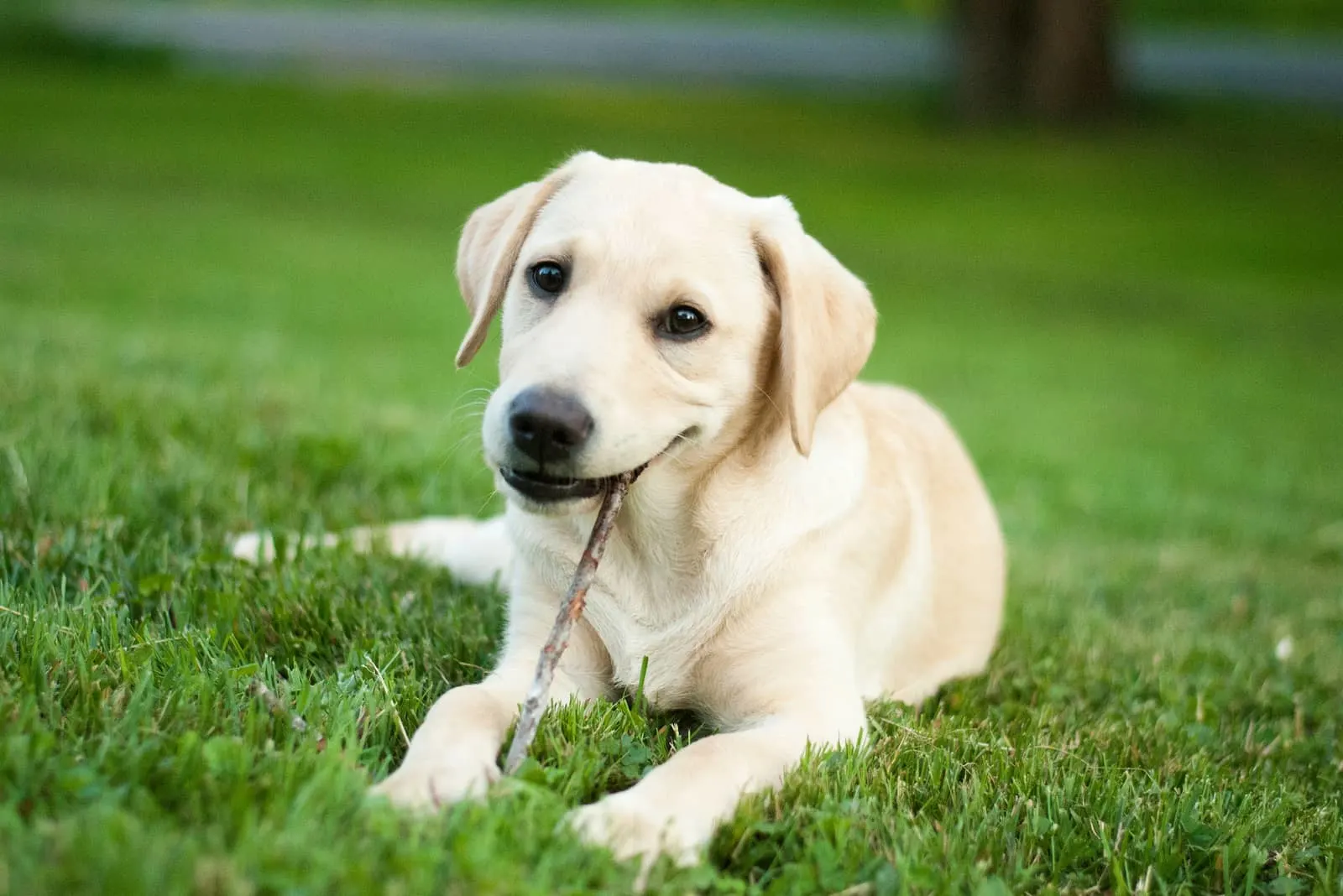 yellow lab puppy chewing stick outdoors