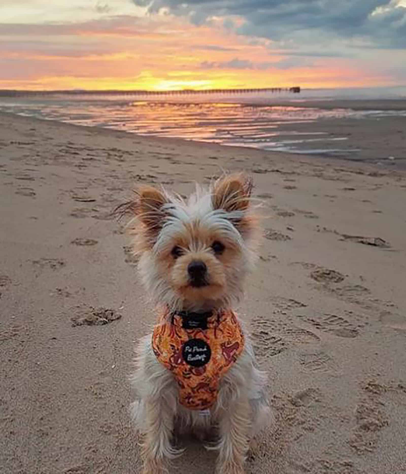 yorkie pom