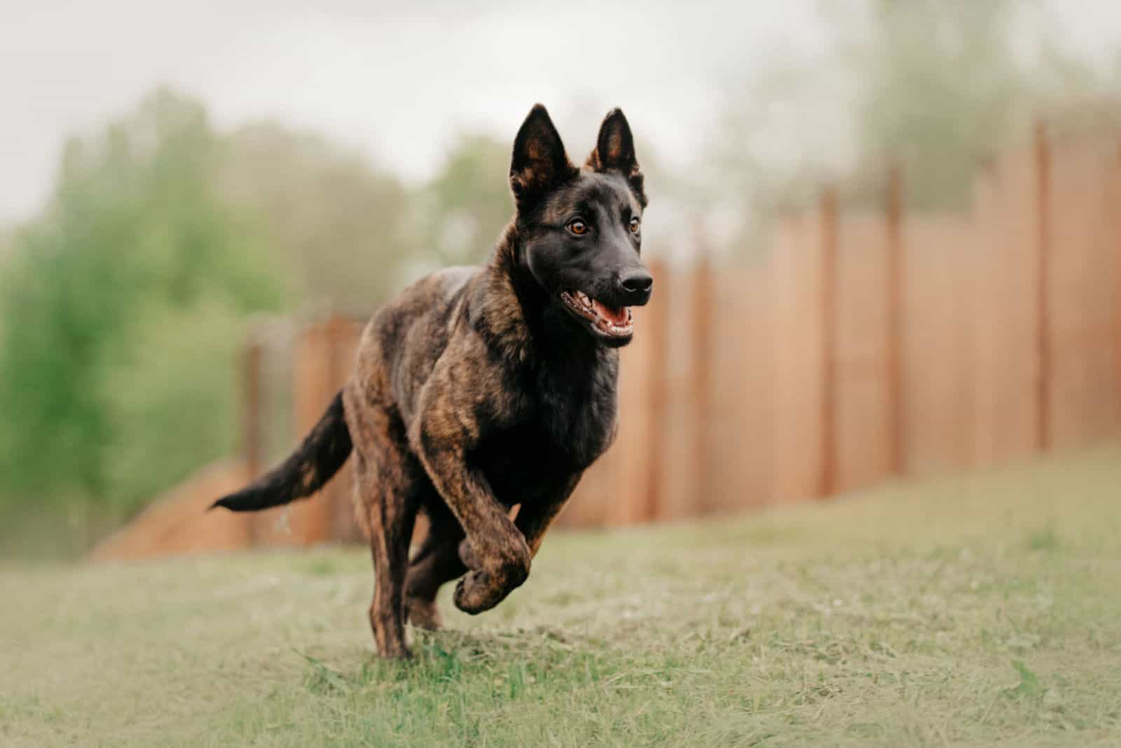 young dutch shepherd dog running outdoors in summer