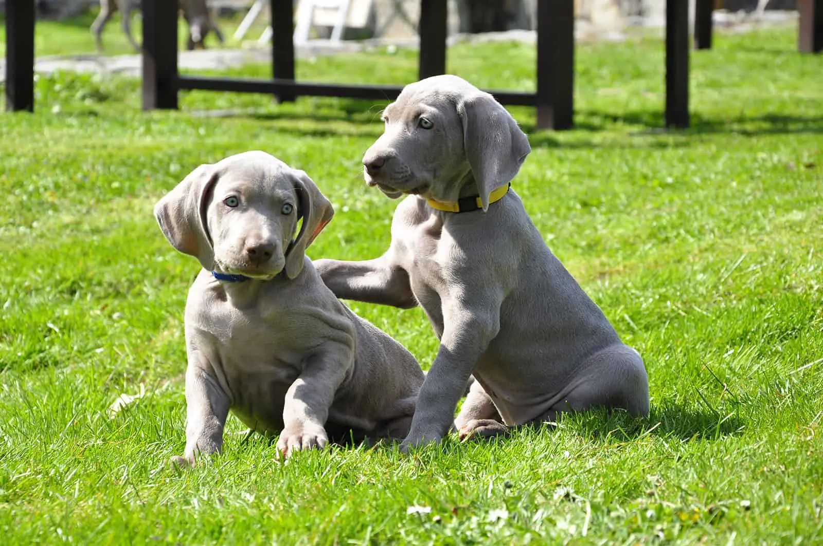 young weimaraner dog playing in grass