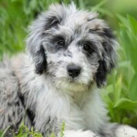 aussiedoodle in the grass