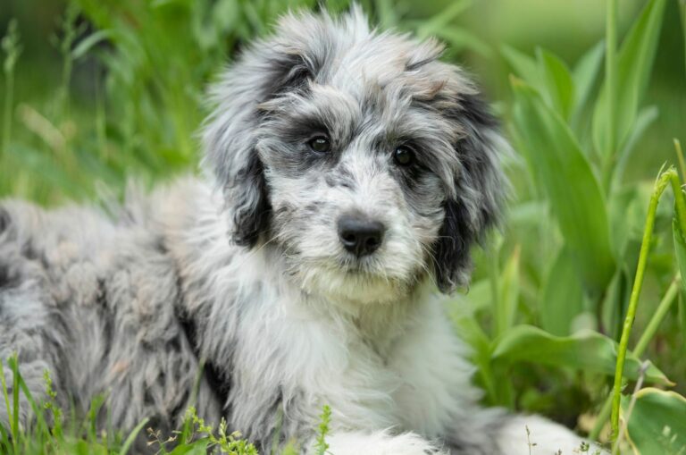 aussiedoodle in the grass