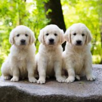 three golden retriever pup posing outdoors