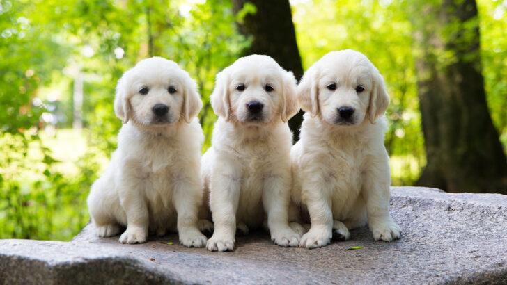 11 Best Golden Retriever Breeders In New Jersey