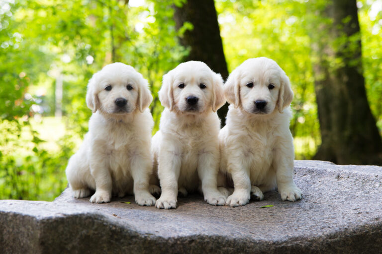 three golden retriever pup posing outdoors