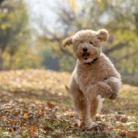 mini goldendoodle running