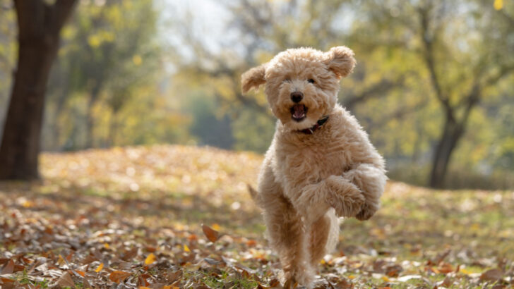 11 Best Miniature Goldendoodle Breeders In The USA