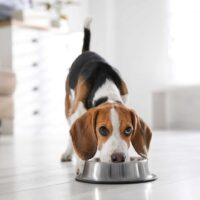 beagle eating food