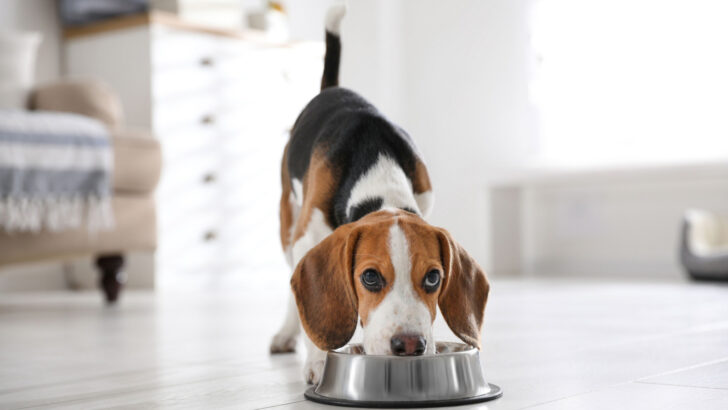 14 Best Dog Food For Beagle: All-time Favorite Meals