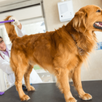 the veterinarian examines the dog