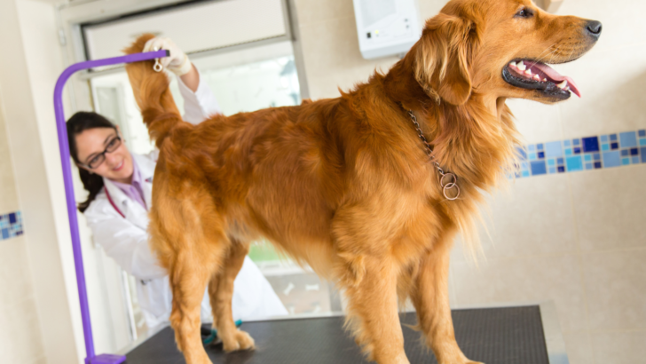 14 Home Remedies For Dog Scooting