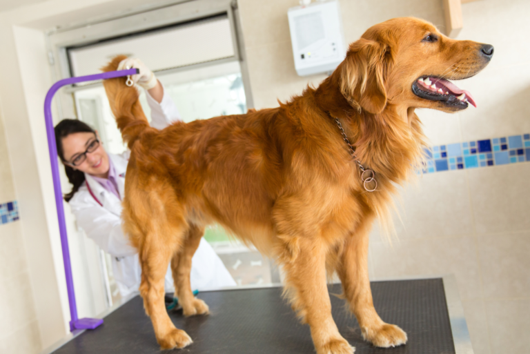 the veterinarian examines the dog