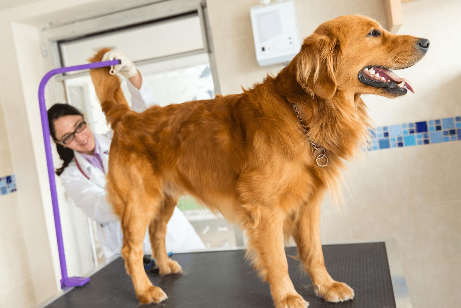 14 Home Remedies For Dog Scooting