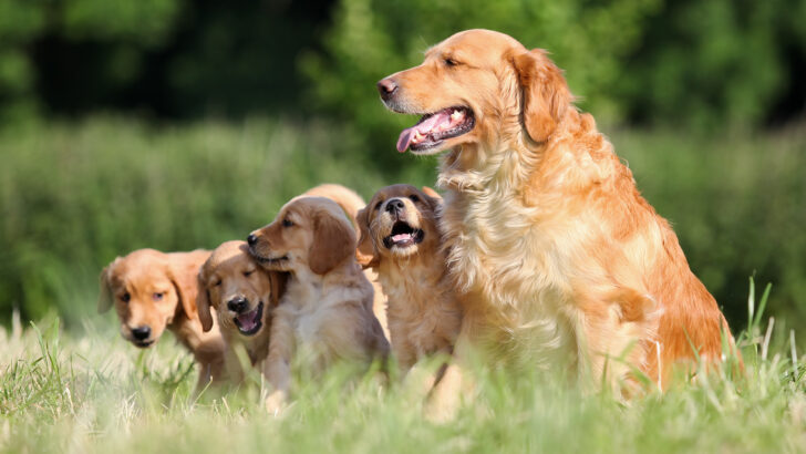 15 Amazing Golden Retriever Breeders In Florida