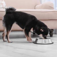 shiba inu eating