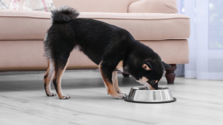 15 Best Dog Foods For Shiba Inu Pups In 2022