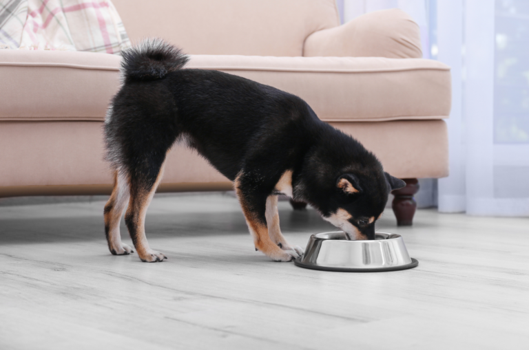 shiba inu eating