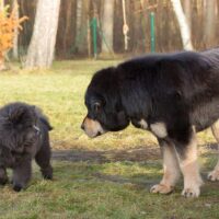 tibetian mastiff and a chow-chow making friends