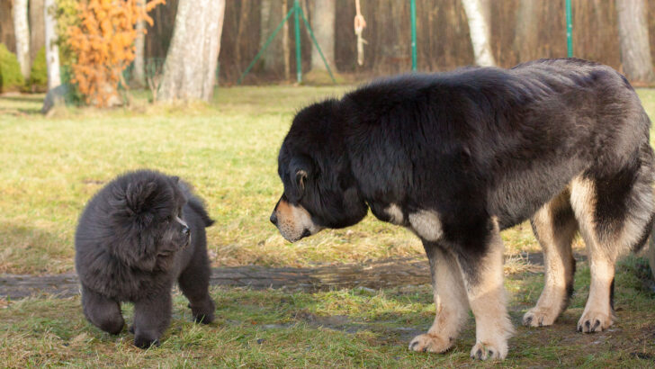 20 Chinese Dog Breeds—The Good, The Bad, And The Pugly