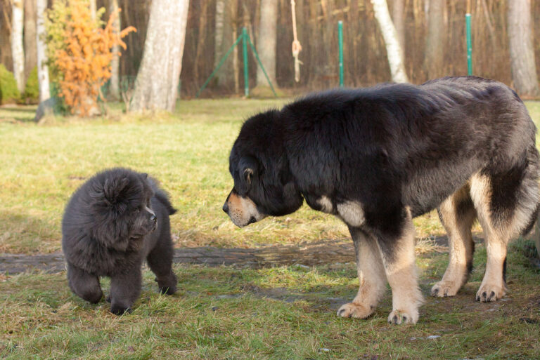 tibetian mastiff and a chow-chow making friends