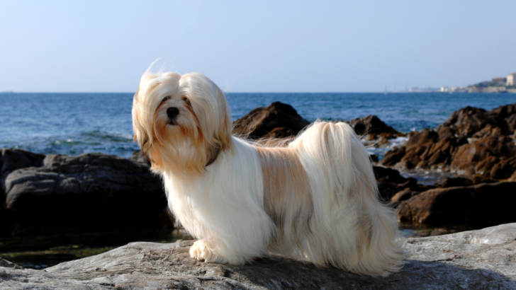 20 Lhasa Apso Colors That Are Too Cute To Handle