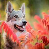 portrait of a wolf dog