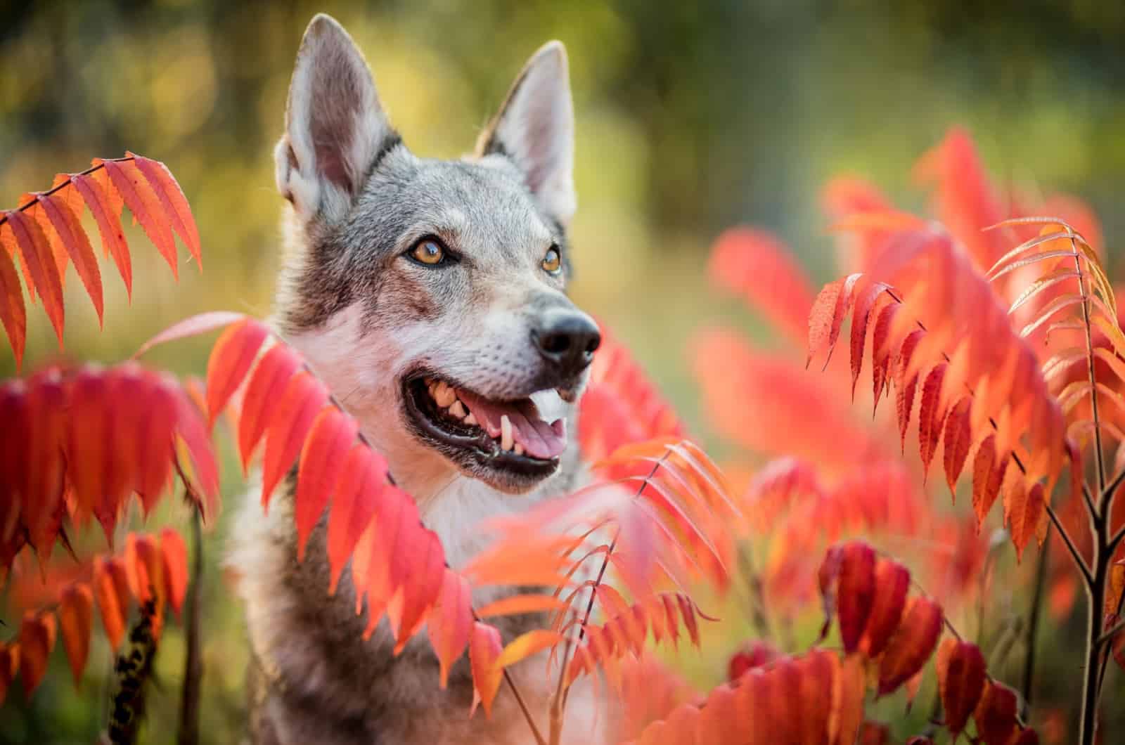 portrait of a wolf dog