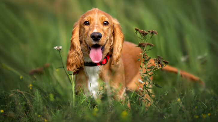 25 American Dog Breeds You Didn’t Know About