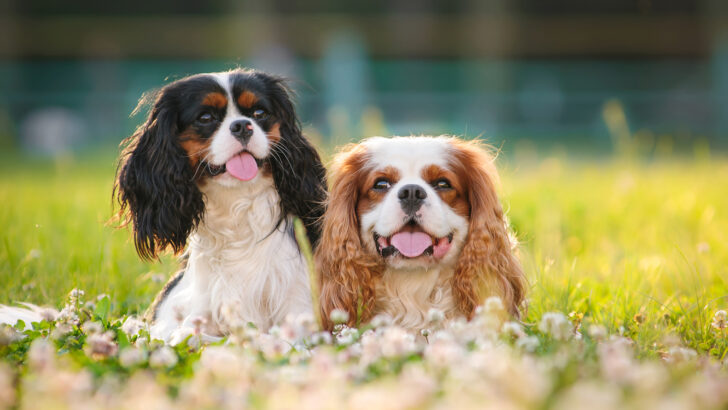 26 Spaniel Dog Breeds: Get To Know Adorable Canine Gems
