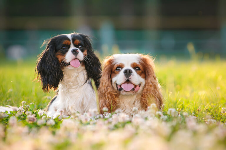 two spaniels sitting on the grass