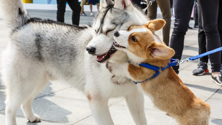 37 Cool Dog Breeds – The Coolest Dogs For The Coolest Owners