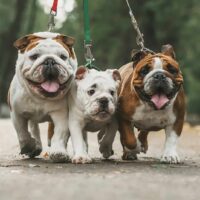 three english bulldog on a leash