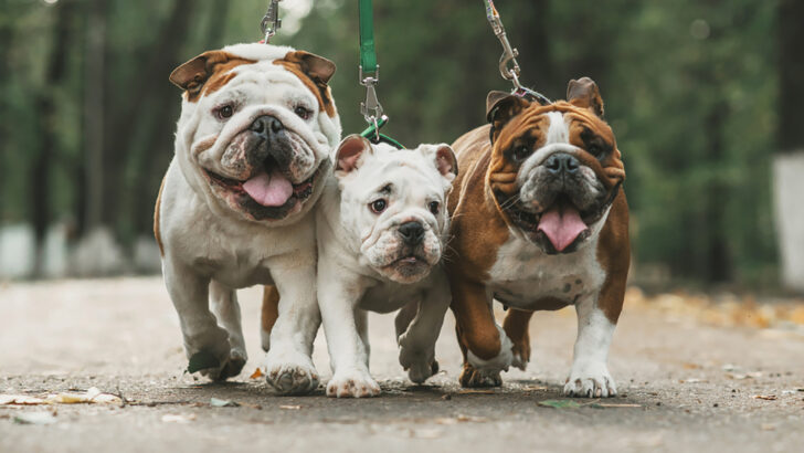 38 Bully Dog Breeds That Can Be Great Family Pets