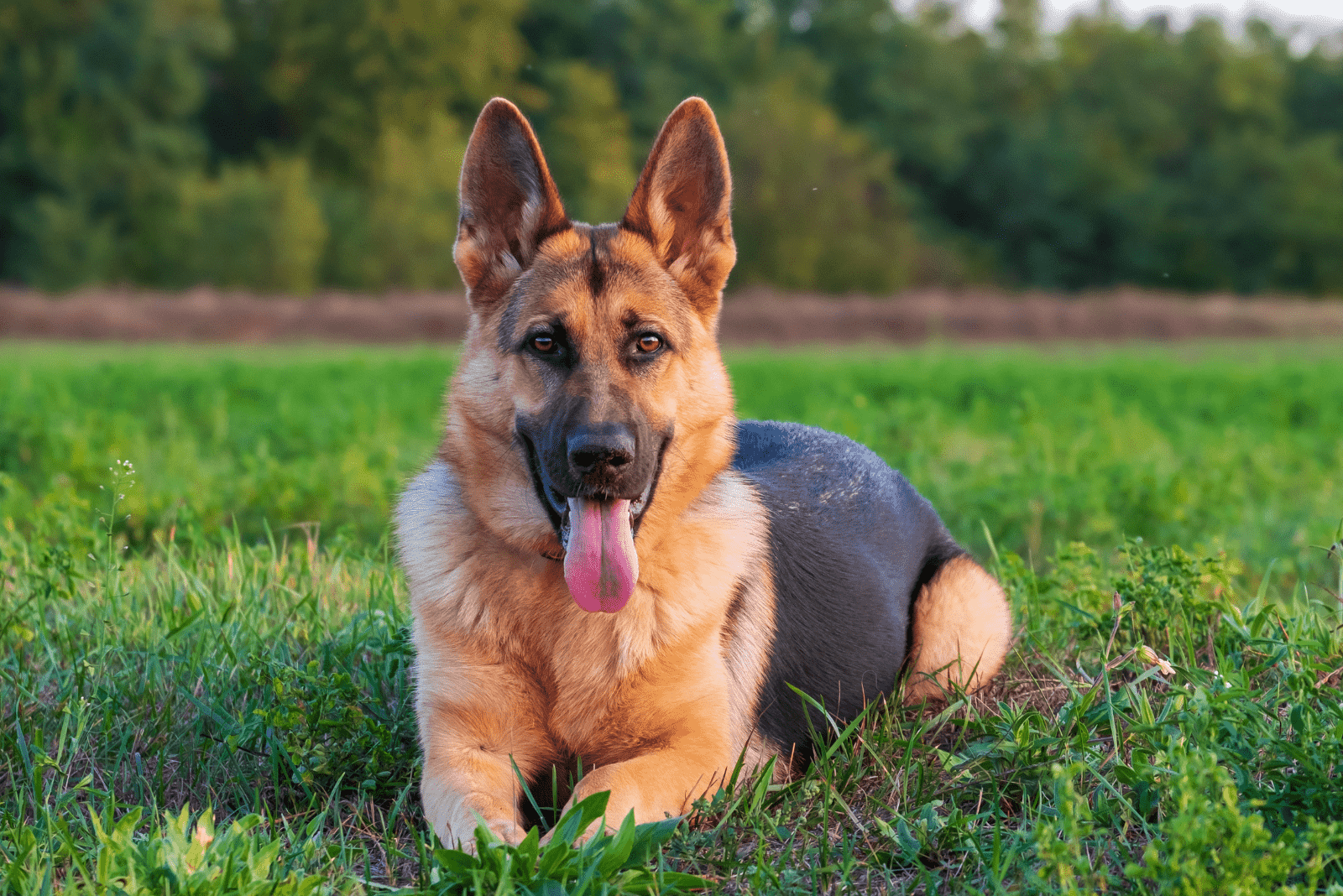 40 German Dog Breeds That You Will Love