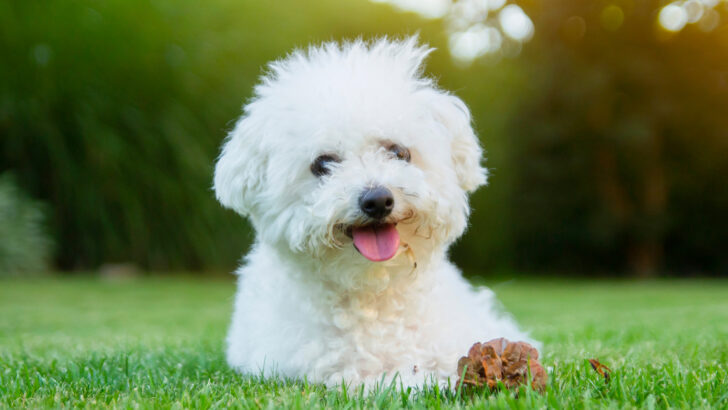 how do you bathe a bichon frise puppy