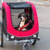 dog in a bike trailer