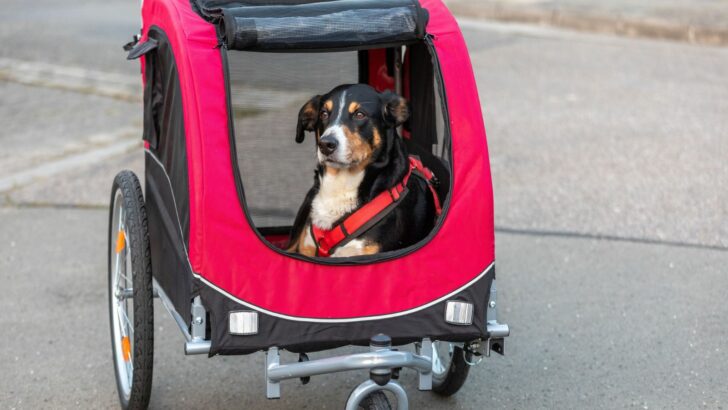 8 Best Bike Trailers For Dogs Who Love Adventures