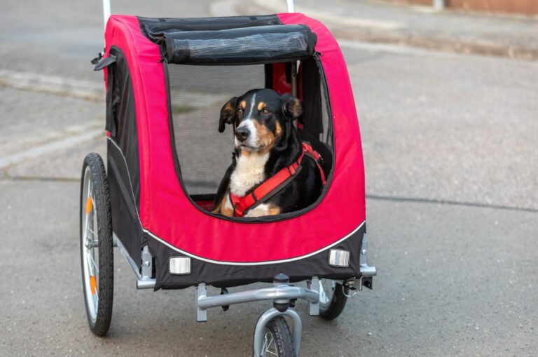 dog in a bike trailer